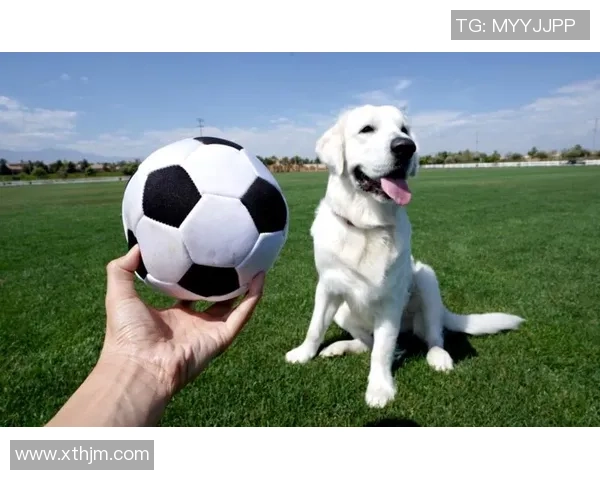 金毛犬陪伴下的足球明星生活揭秘与训练心得分享